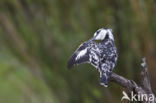 Bonte IJsvogel (Ceryle rudis)