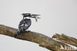 Bonte IJsvogel (Ceryle rudis)