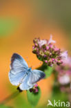 Boomblauwtje (Celastrina argiolus)