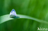 Boomblauwtje (Celastrina argiolus)