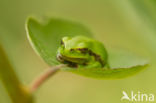 Tree frog (Hyla sp.)