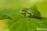 Tree frog (Hyla sp.)