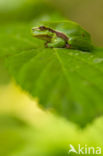 Tree frog (Hyla sp.)