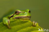 Tree frog (Hyla sp.)