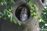 Tawny Owl (Strix aluco)