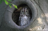 Tawny Owl (Strix aluco)