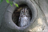 Tawny Owl (Strix aluco)