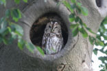 Tawny Owl (Strix aluco)