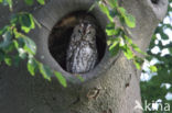 Tawny Owl (Strix aluco)