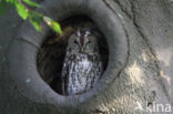 Tawny Owl (Strix aluco)