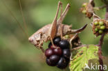 Bramensprinkhaan (Pholidoptera griseoaptera)