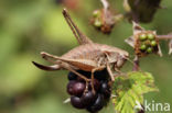 Bramensprinkhaan (Pholidoptera griseoaptera)