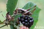 Bramensprinkhaan (Pholidoptera griseoaptera)