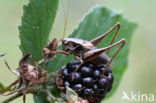 Bramensprinkhaan (Pholidoptera griseoaptera)