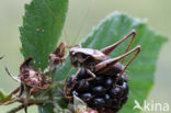 Bramensprinkhaan (Pholidoptera griseoaptera)