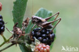 Bramensprinkhaan (Pholidoptera griseoaptera)