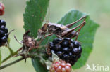 Bramensprinkhaan (Pholidoptera griseoaptera)