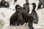 Brandt Aalscholver (Phalacrocorax penicillatus)