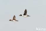 Common Goldeneye (Bucephala clangula)