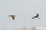 Common Goldeneye (Bucephala clangula)