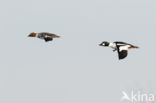 Common Goldeneye (Bucephala clangula)