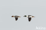 Common Goldeneye (Bucephala clangula)