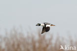 Common Goldeneye (Bucephala clangula)