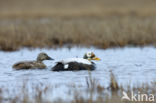 Spectacled Eider (Somateria fischeri)