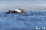 Spectacled Eider (Somateria fischeri)