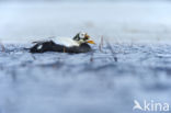 Spectacled Eider (Somateria fischeri)