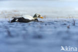 Spectacled Eider (Somateria fischeri)