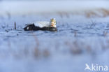 Spectacled Eider (Somateria fischeri)