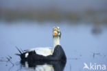 Spectacled Eider (Somateria fischeri)