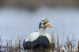 Spectacled Eider (Somateria fischeri)