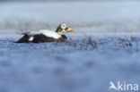 Spectacled Eider (Somateria fischeri)