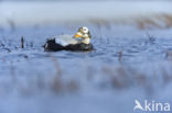 Spectacled Eider (Somateria fischeri)