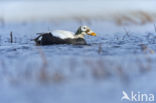 Spectacled Eider (Somateria fischeri)