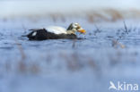 Spectacled Eider (Somateria fischeri)