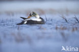 Spectacled Eider (Somateria fischeri)