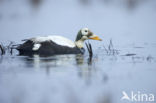 Spectacled Eider (Somateria fischeri)