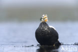 Spectacled Eider (Somateria fischeri)