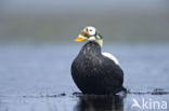 Spectacled Eider (Somateria fischeri)