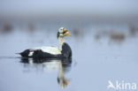 Spectacled Eider (Somateria fischeri)