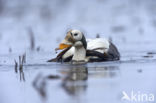 Spectacled Eider (Somateria fischeri)