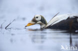 Spectacled Eider (Somateria fischeri)