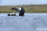 Spectacled Eider (Somateria fischeri)