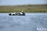 Spectacled Eider (Somateria fischeri)