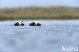 Spectacled Eider (Somateria fischeri)