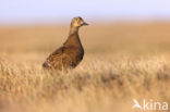 Spectacled Eider (Somateria fischeri)