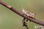 Bruin schavertje (Omocestus heamorrhoidalis)